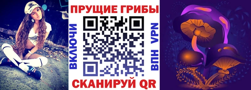 Галлюциногенные грибы Psilocybe  что такое   Ессентукская 